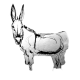 donkey